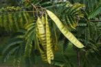 Bijzondere Perzische slaapboom Albizia julibrissin planten, Tuin en Terras, Planten | Bomen, Overige soorten, 100 tot 250 cm, Zomer