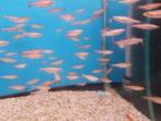 Nannostomus beckfordi red - Potloodvisje - Koidream Valburg, Dieren en Toebehoren, Vissen | Aquariumvissen, Vis, Zoetwatervis