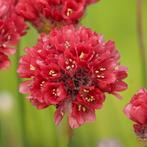 Zaden Engels gras rood (Armeria pseudoarmeria Ballerina Red), Ophalen of Verzenden, Voorjaar, Volle zon, Zaad