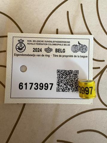 Duivenring met Bewijs beschikbaar voor biedingen