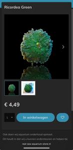 Ricordea Green (koraal) €4,49 per oor, Dieren en Toebehoren, Overige typen, Zoutwatervis