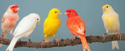 zingende zangvogels diverse kleuren, Dieren en Toebehoren, Vogels | Kanaries, Meerdere dieren