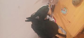 Leuke hobbyhorse  beschikbaar voor biedingen