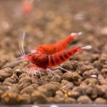 Caridina red ruby extreme | garnaal beschikbaar voor biedingen