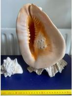 reuzen helmschelp, Verzamelen, Ophalen of Verzenden, Schelp(en)