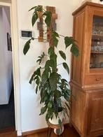 Epipremnum Pinnatum Variegata, Huis en Inrichting, Ophalen, Overige soorten, Minder dan 100 cm