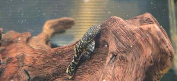 Wildkleur borstelneus ancistrus bodemkruipers te koop beschikbaar voor biedingen