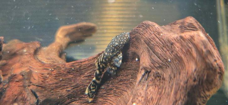 Wildkleur borstelneus ancistrus bodemkruipers te koop, Dieren en Toebehoren, Vissen | Aquariumvissen, Vis