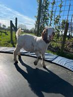 Te koop raszuivere boerbok, Dieren en Toebehoren, Schapen, Geiten en Varkens, Mannelijk, 0 tot 2 jaar, Geit