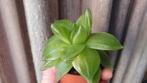 Haworthia Cymbiformis vetplant succulent, Huis en Inrichting, Kamerplanten, Vetplant, Ophalen of Verzenden, In pot, Minder dan 100 cm
