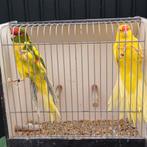 Prachtig koppel Kakariki, Dieren en Toebehoren, Vogels | Parkieten en Papegaaien, Meerdere dieren, Parkiet, Geringd