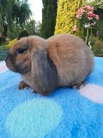 JONG NEDERLANDS HANGOOR DWERG KONIJNTJE, Dieren en Toebehoren, Konijnen, Mannelijk, Dwerg, Hangoor