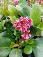 Bergenia cordifolia 'Rotblum' (Schoenlappersplant), Tuin en Terras, Vaste plant, Halfschaduw, Lente, Ophalen