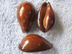 Schelpen: Cypraea adusta adusta Lam. f++/gem 33-38mm, Verzenden, Schelp(en)
