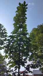 esdoorn boompjes gratis af te halen, Tuin en Terras, Ophalen, Halfschaduw, Overige soorten, 250 tot 400 cm