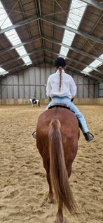 Verzorg paard of pony gezocht, Dieren en Toebehoren, Ophalen of Verzenden