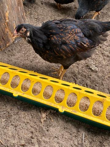 Barnevelder goud gezoomd groot hen beschikbaar voor biedingen