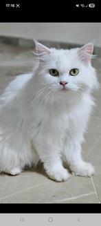 Prachtige nola, Poes, Gechipt