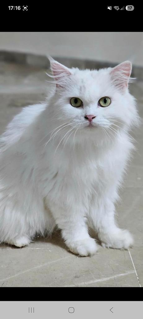 Prachtige nola, Dieren en Toebehoren, Katten en Kittens | Raskatten | Langhaar, Poes, Gechipt