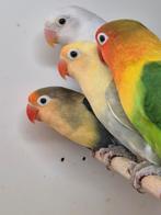 Agapornis fischerie 2 koppels met jongen ., Meerdere dieren, Dwergpapegaai of Agapornis