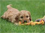 Vrolijke Cockapoo pups!, Dieren en Toebehoren, Honden | Retrievers, Spaniëls en Waterhonden, Meerdere, 8 tot 15 weken, Meerdere dieren