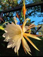 Witte Koningin van de Nacht - Epiphyllum Selenicereus, Huis en Inrichting, Ophalen of Verzenden, Halfschaduw, Minder dan 100 cm
