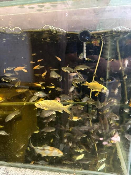 Vis vissen schubkarper spiegelkarper yamabuki utsuri goudvis, Dieren en Toebehoren, Vissen | Vijvervissen, Karper of Koi