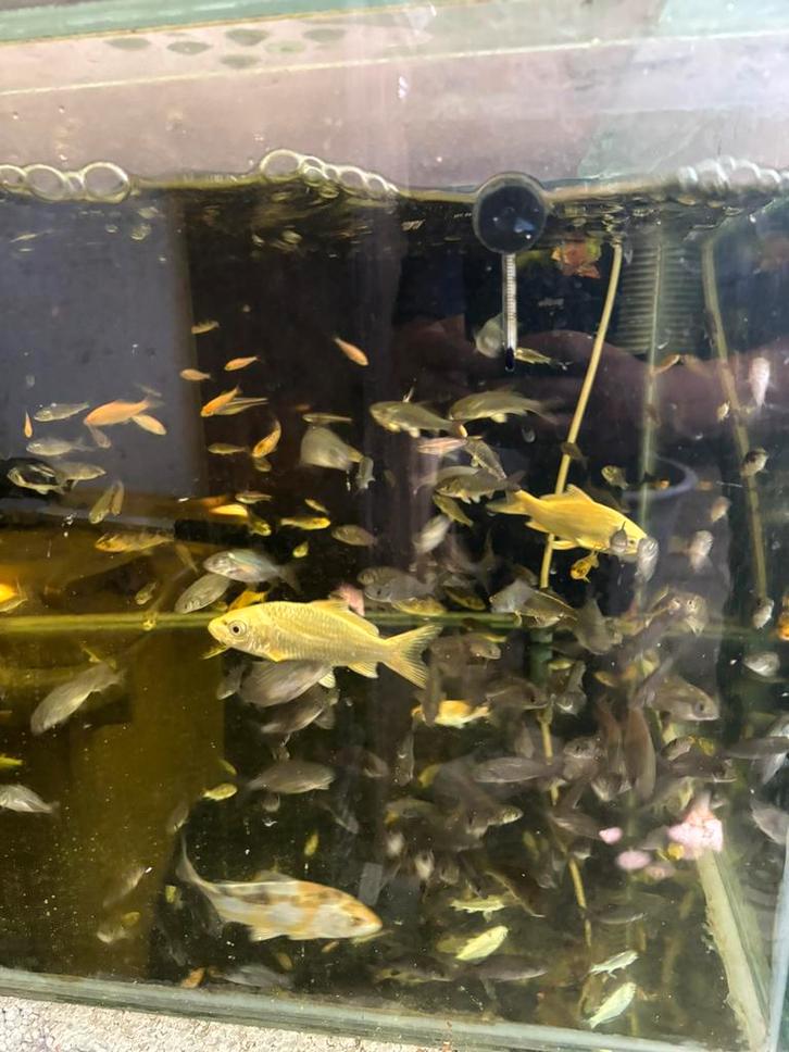 Vis vissen schubkarper spiegelkarper yamabuki utsuri goudvis, Dieren en Toebehoren, Vissen | Vijvervissen, Karper of Koi