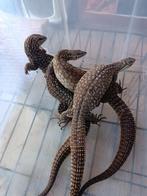 1.2 varanus acanthurus, Dieren en Toebehoren, Hagedis, 3 tot 6 jaar