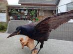 Opgezette Kraai taxidermie, Ophalen, Gebruikt, Vogel, Opgezet dier