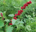 aardbeispinazie aardbeimelde, Ophalen, Zomer, Eenjarig, Volle zon