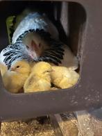 Brahma wit-zwart/blauw columbia kriel broedeieren, Dieren en Toebehoren, Pluimvee, Geslacht onbekend, Kip