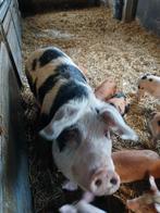 Zeug, Vrouwelijk, Varken