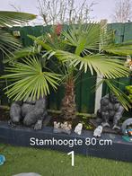 Te koop palmbomen, Tuin en Terras, Bloembollen en Zaden, Ophalen, Gehele jaar, Halfschaduw