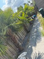 4 Palmbomen - Zelf Uitgraven, Tuin en Terras, Planten | Bomen, Bloeit niet, 100 tot 250 cm, Palmboom, Ophalen