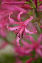 Nerine Bowdenii kliplelie bloembollen - Roze Zomerbloeier, Ophalen of Verzenden, Voorjaar, Halfschaduw, Bloembol
