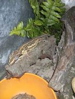 Gargoyle Geckos koppel, Dieren en Toebehoren, Slang, 0 tot 2 jaar