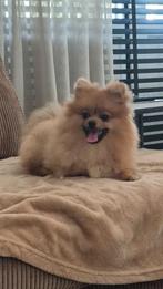 Pomeriaan, 15 weken tot 1 jaar, Eén hond, Nederland, Particulier