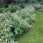 tuinplanten, Tuin en Terras, Planten | Tuinplanten, Ophalen, Bodembedekkers, Vaste plant, Halfschaduw