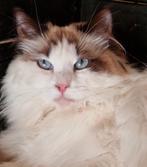 Siberische  poes seal neva Masquarade, Dieren en Toebehoren, Katten en Kittens | Raskatten | Korthaar, Poes, Gechipt