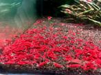High grade Bloody Mary Garnalen🔥SALE🔥🦐❤️, Dieren en Toebehoren, Vissen | Aquariumvissen, Kreeft, Krab of Garnaal, Zoetwatervis
