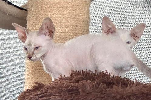 Sphynx X Peterbald kitten, Dieren en Toebehoren, Katten en Kittens | Raskatten | Korthaar, Kater, 0 tot 2 jaar, Gechipt, Ontwormd