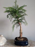 Araucaria cunninghamii 50cm, Tuin en Terras, Planten | Bomen, Ophalen of Verzenden, Volle zon, Overige soorten