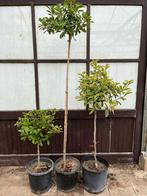 Tekoop : Photinia Red Robin op stam, Tuin en Terras, Ophalen, Overige soorten, Halfschaduw