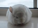 chinchilla blond vd RPA bokje, Oktober, Mannelijk, Chinchilla