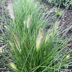 Pennisetum 'Hameln" (Lampenpoetsersgras), met kwatumkorting, Tuin en Terras, Ophalen of Verzenden, Vaste plant