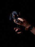 Prachtige teckel pup! Black en tan gladharig, Dieren en Toebehoren, Rabiës (hondsdolheid), 8 tot 15 weken, Korthaar, Dwerg