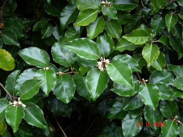 35 Olijfwilgen (Elaeagnus ebbingei) – 90-110 cm hoog beschikbaar voor biedingen