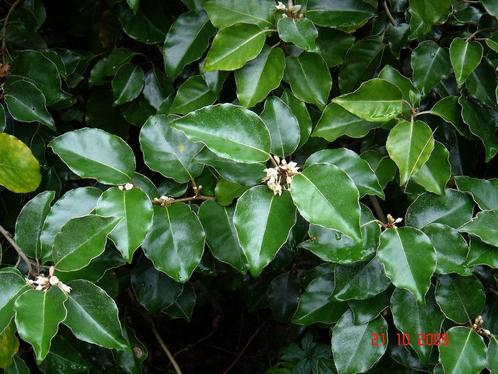 35 Olijfwilgen (Elaeagnus ebbingei) – 90-110 cm hoog, Tuin en Terras, Planten | Struiken en Hagen, Haag, Overige soorten, 100 tot 250 cm