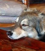 liefdevolle opvang van uw hond en kat, Particuliere oppas